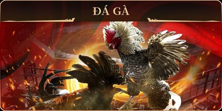 Hướng Dẫn Chi Tiết Cách Chơi Đá Gà GA28 Tại V6Bet Chuẩn Xác Nhất