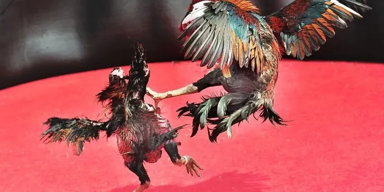 Tuyệt Chiêu Áp Dụng Cách Chơi Đá Gà Sabong Tại V6Bet Luôn Bất Bại