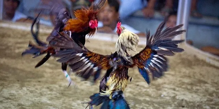 Tuyệt Chiêu Áp Dụng Cách Chơi Đá Gà Sabong Tại V6Bet Luôn Bất Bại